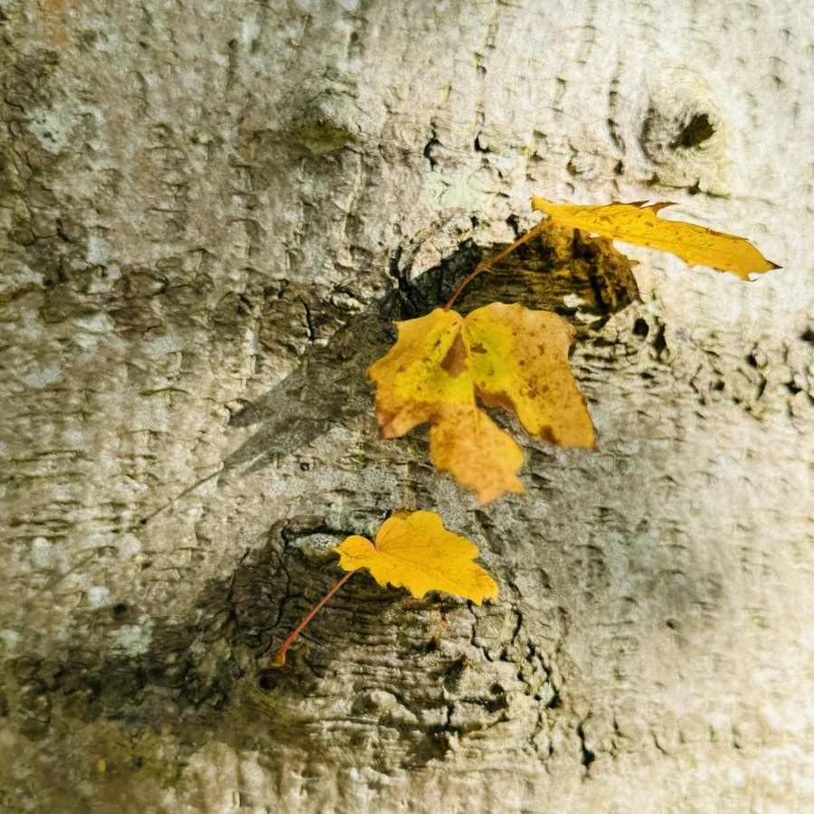 Golden autumn leaves resting against pale tree bark