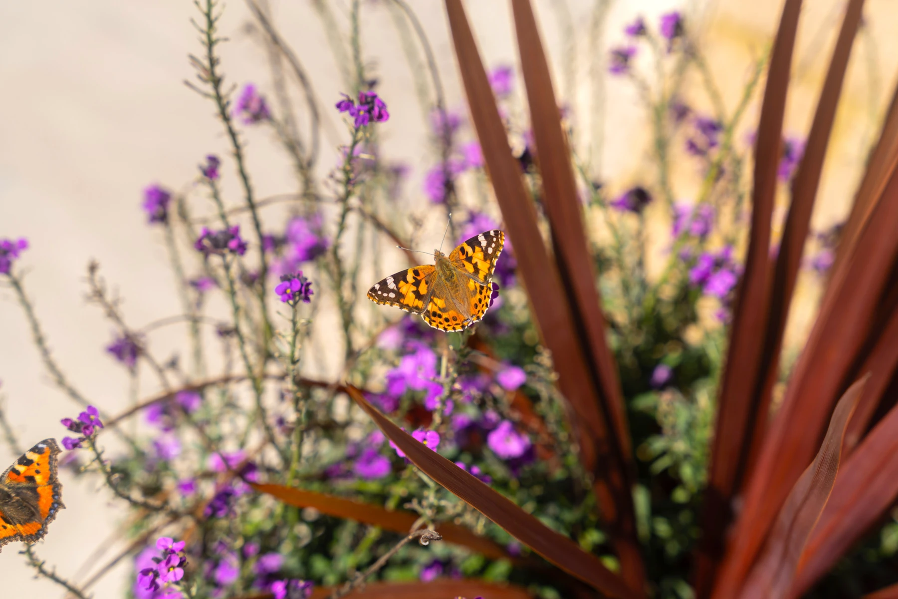 An orange butterfly with open wings among purple flowers