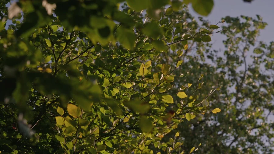 Sunlight moving through the leaves of the tree canopy