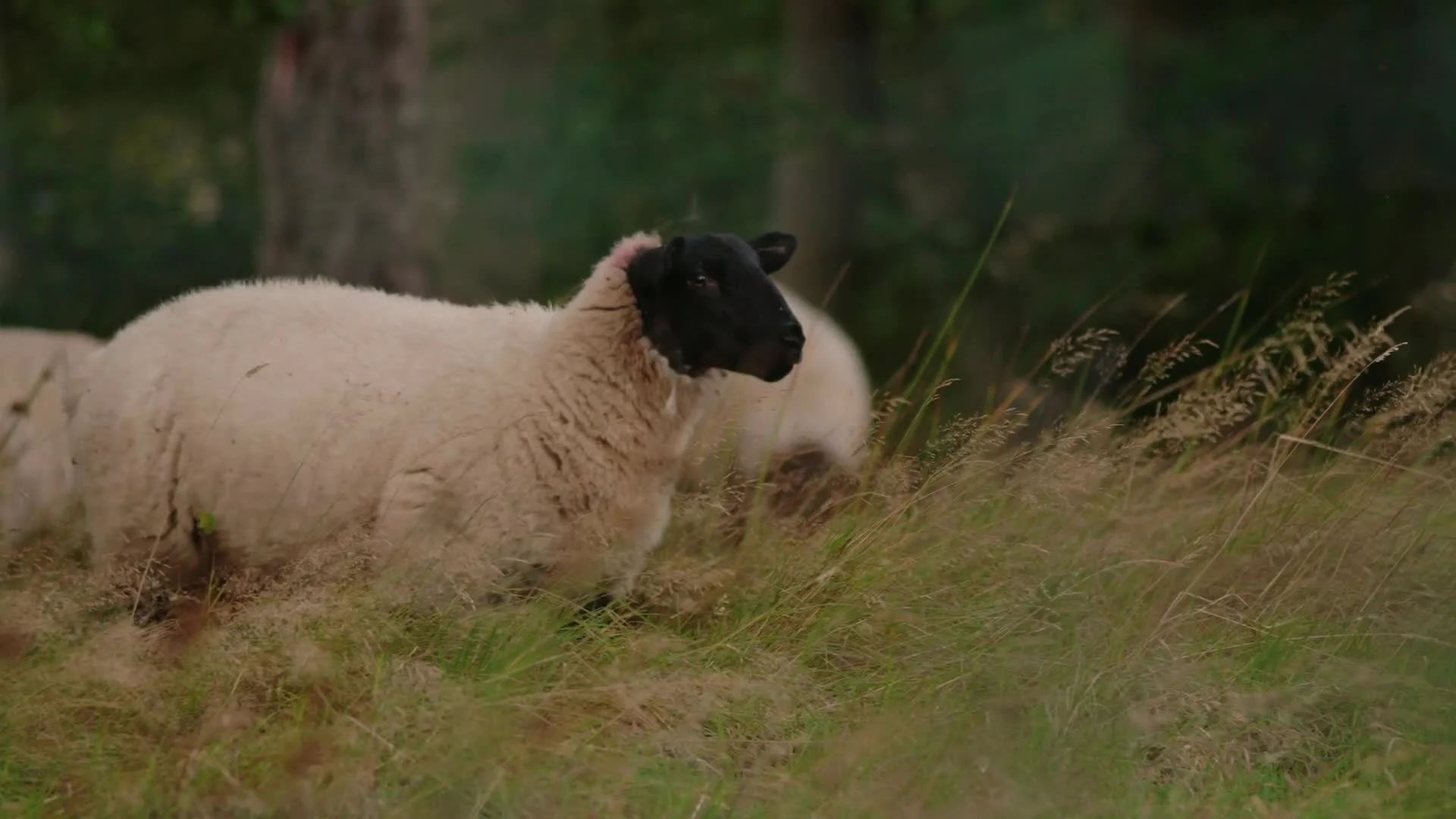 Sheep at rest in the neighbouring countryside